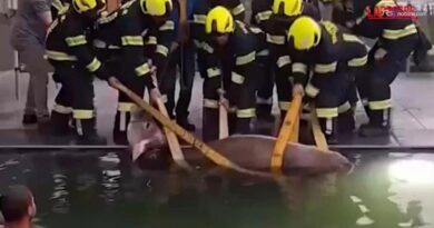 La mucca cade nella piscina del wellness hotel: salvata dai vigili del fuoco