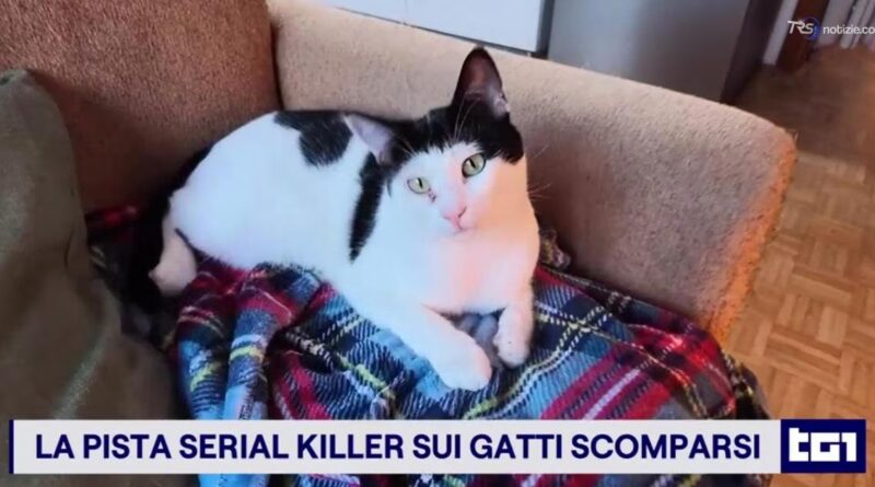 Zeus, Gin e Tigro, questi alcuni dei gatti che si cercano nel Bellunese dove scompaiono i felini