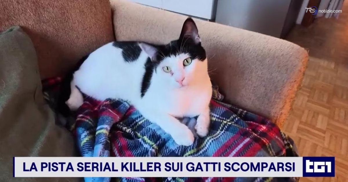 Zeus, Gin e Tigro, questi alcuni dei gatti che si cercano nel Bellunese dove scompaiono i felini
