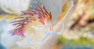 A Ventotene assegnati i quattro scudetti della Fotografia subacquea