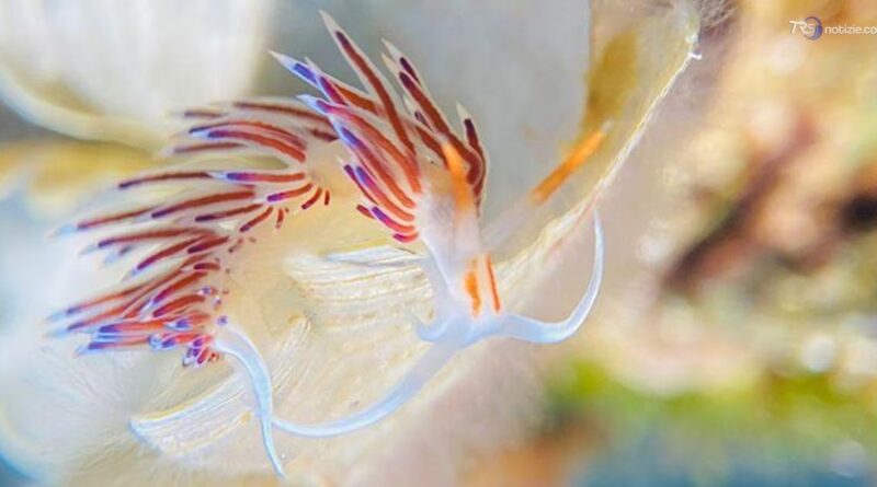 A Ventotene assegnati i quattro scudetti della Fotografia subacquea