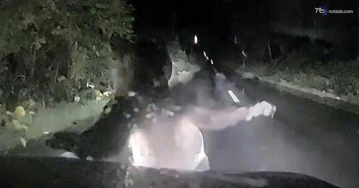 “Faccia a faccia” con un orso: il muso sul parabrezza di un’auto. La scena ripresa dalla dashcam