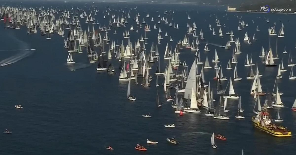 Aspettando la Barcolana, nel Golfo di Trieste tra vele e habitat marini