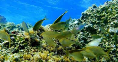 La vita del 'safarista' nell'Area Marina Protetta di Ventotene