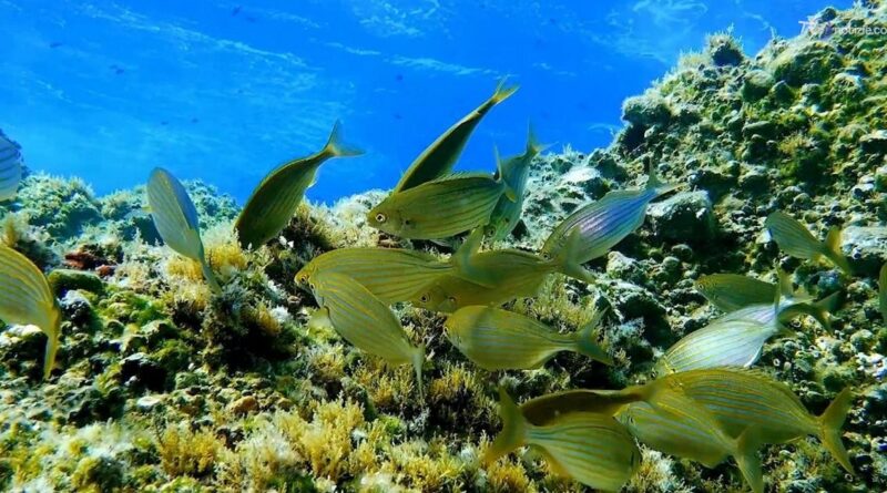 La vita del 'safarista' nell'Area Marina Protetta di Ventotene