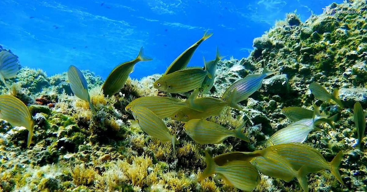 La vita del ‘safarista’ nell’Area Marina Protetta di Ventotene