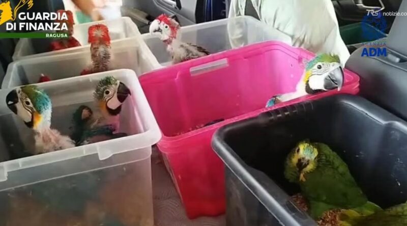 Pappagalli e tartarughe ammassati in auto: maxi sequestro a Pozzallo