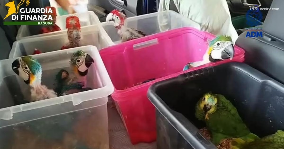 Pappagalli e tartarughe ammassati in auto: maxi sequestro a Pozzallo