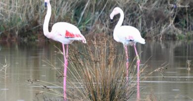 Riserva Biviere di Gela casa dei fenicotteri rosa, 276 avvistati in due giorni