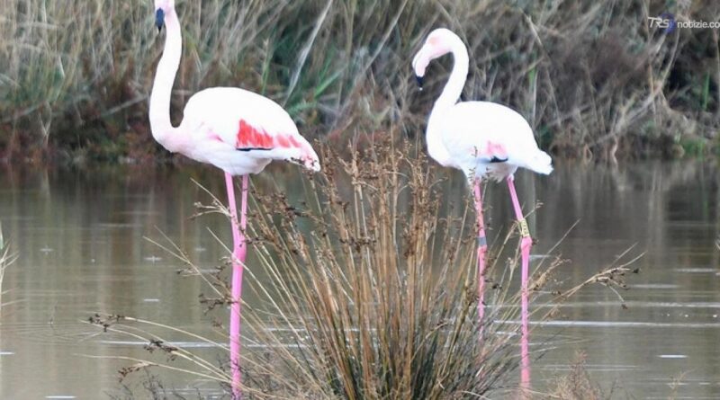 Riserva Biviere di Gela casa dei fenicotteri rosa, 276 avvistati in due giorni