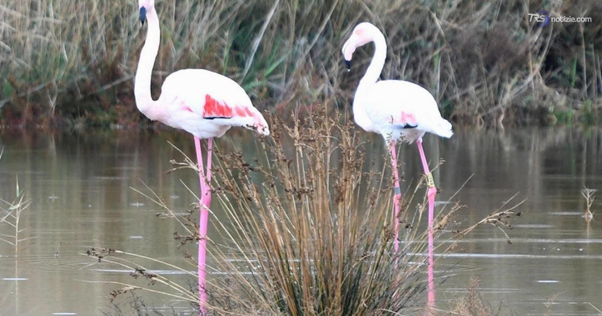 Riserva Biviere di Gela casa dei fenicotteri rosa, 276 avvistati in due giorni