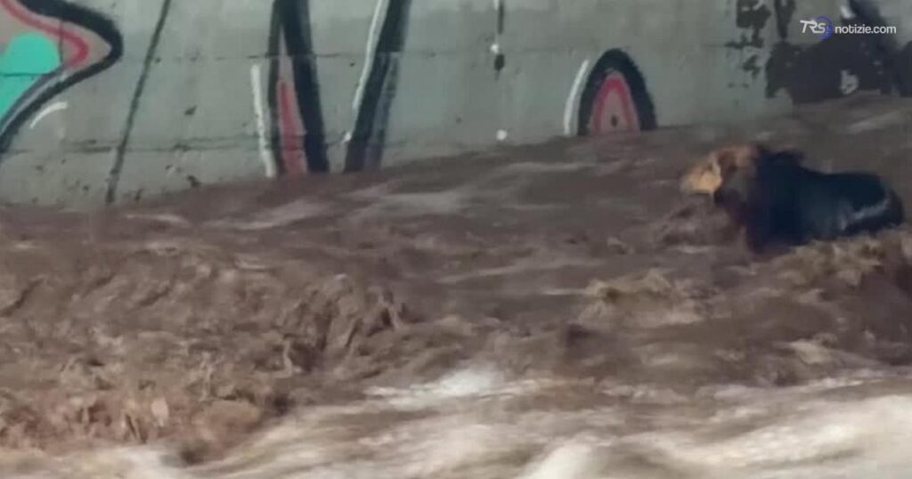 Cile, cane randagio salvato dalla piena del fiume Mapocho