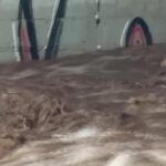 Cile, cane randagio salvato dalla piena del fiume Mapocho