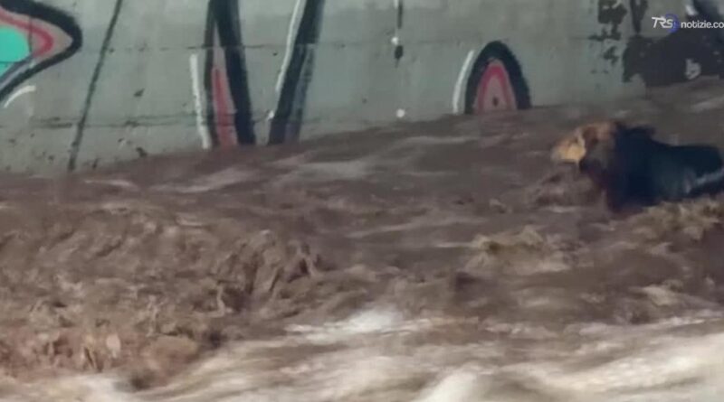 Cile, cane randagio salvato dalla piena del fiume Mapocho