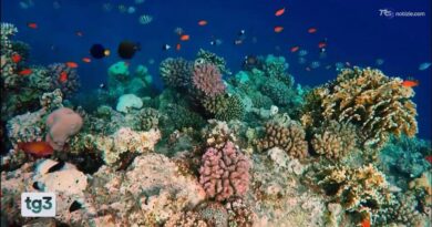 Il WWF Italia, 60 anni a difesa dell'ambiente e della fauna