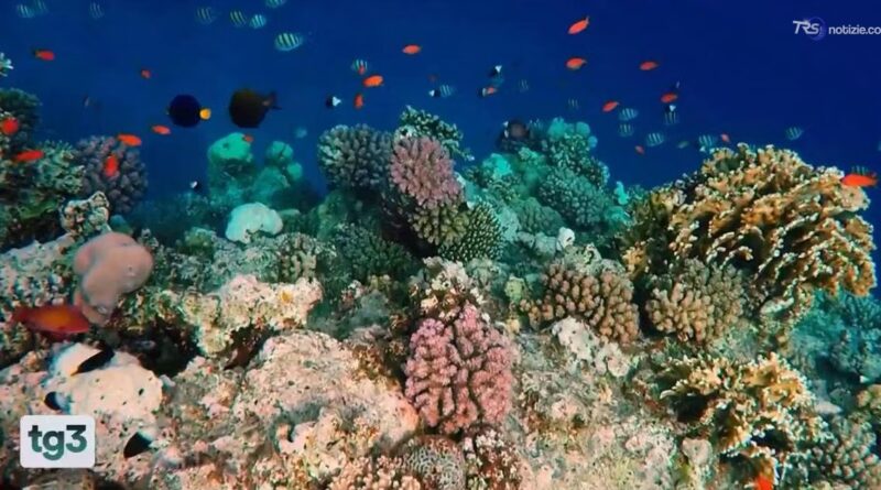 Il WWF Italia, 60 anni a difesa dell'ambiente e della fauna