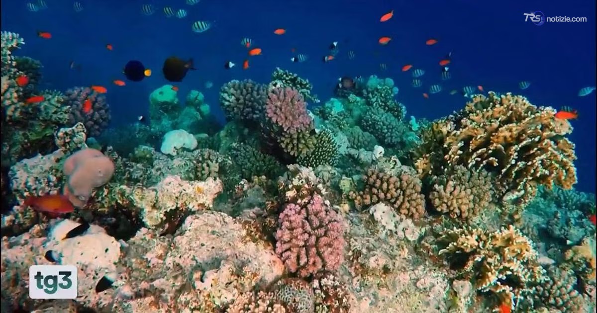 Il WWF Italia, 60 anni a difesa dell’ambiente e della fauna