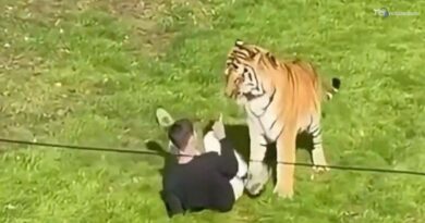 Gran Bretagna, scavalca il recinto e viene sbranato da una tigre in uno zoo nello Yorkshire