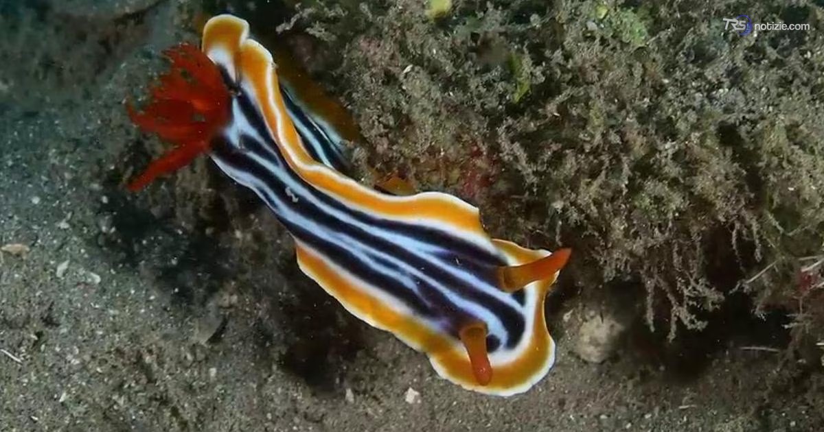 Mondiali videosub, l’Italia conquista tre medaglie a Bali: argento e due bronzi per gli azzurri