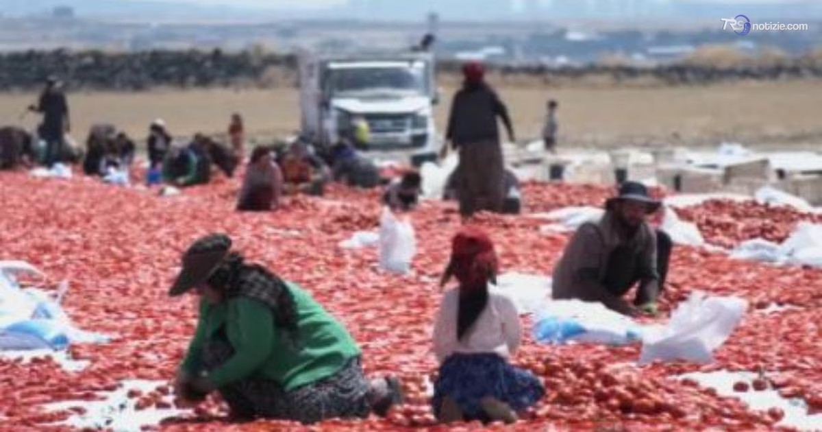 Pomodoro per tutti
