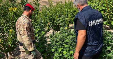 Licata e Butera, rinvenute 88 piante di marijuana: denunciato un 72enne