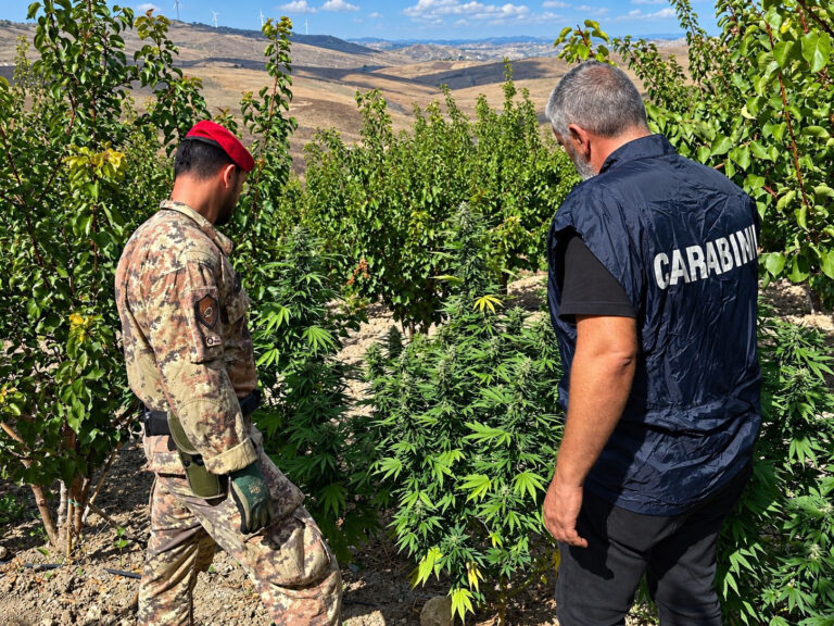 Licata e Butera, rinvenute 88 piante di marijuana: denunciato un 72enne