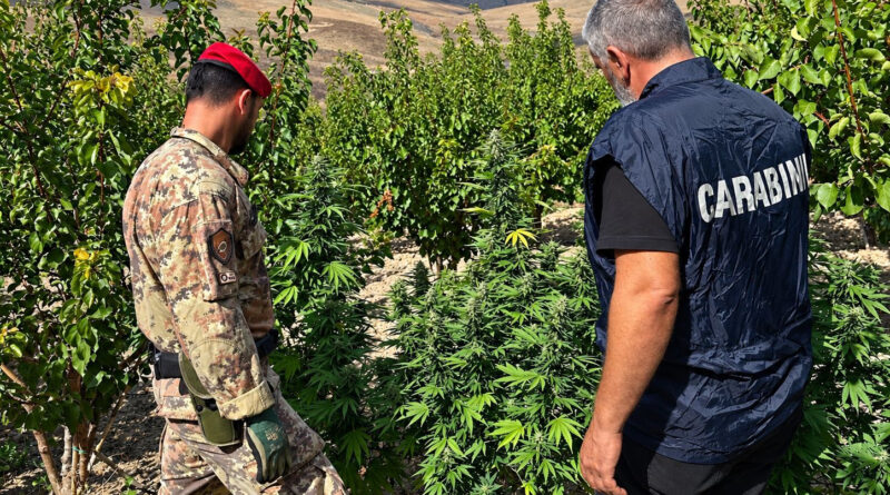 Licata e Butera, rinvenute 88 piante di marijuana: denunciato un 72enne