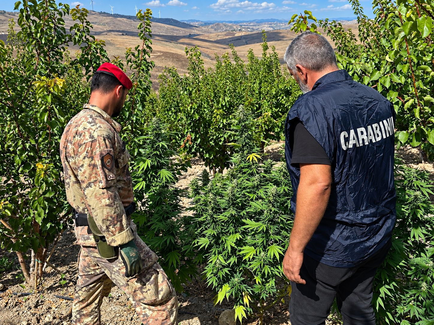 Licata e Butera, rinvenute 88 piante di marijuana: denunciato un 72enne