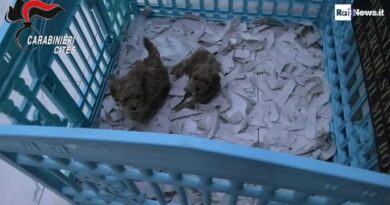Vendevano cuccioli malati e imbottiti di medicine, 5 arresti