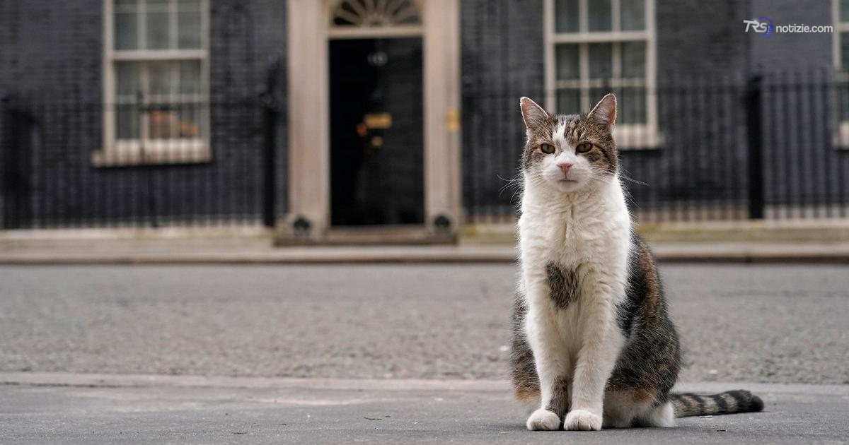Larry il gatto di Downing Street operato a Londra. Burnham rassicura: “Sta bene”