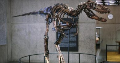 A New York asta record per "Jodi": 47 milioni di dollari per un raro Nanotyrannus