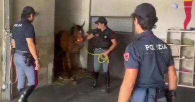 Catania, trovato un puledro in una stalla abusiva. Denunciato 41enne
