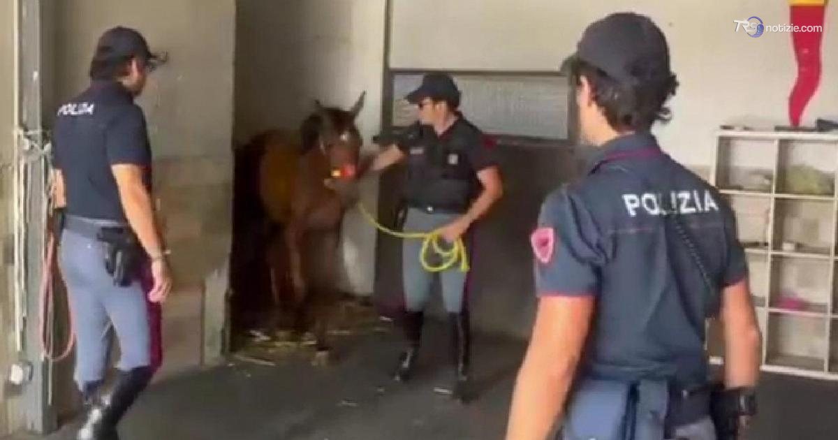 Catania, trovato un puledro in una stalla abusiva. Denunciato 41enne