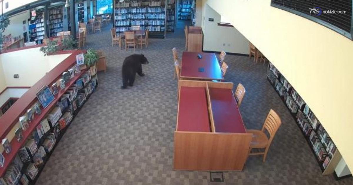 Tra i libri spunta un orso: incursione a sorpresa in biblioteca