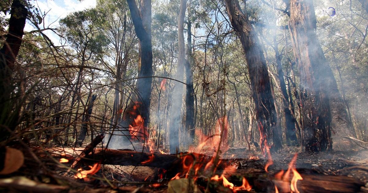 El Niño preoccupa l’Australia, con l’estate “forte pericolo incendi”